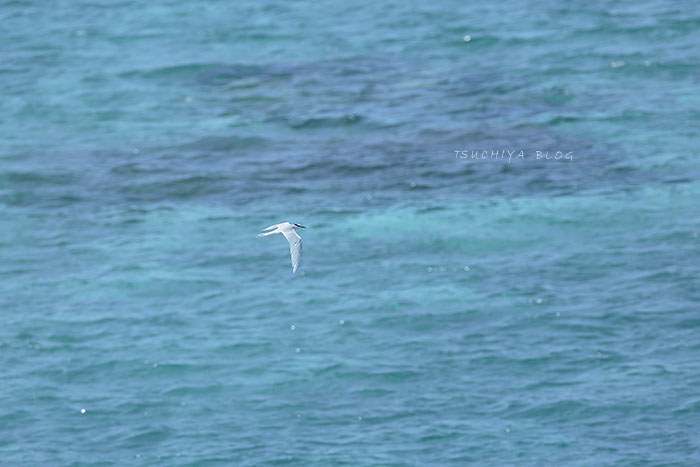 サンゴの海とエグロアジサシ_d0053309_2237533.jpg