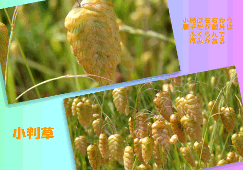 f0231709_1740560.gif