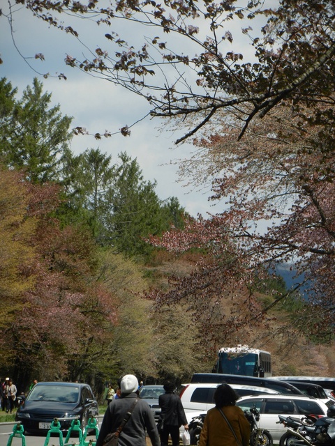 二十間道路編は最終編になります🌸桜！_d0200811_2137991.jpg