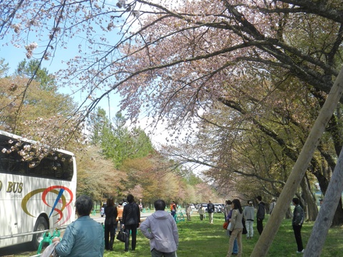 二十間道路編は最終編になります🌸桜！_d0200811_21385792.jpg