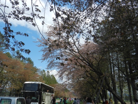 二十間道路編は最終編になります🌸桜！_d0200811_21391436.jpg