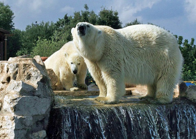 イタリア ファザーノのサファリ動物園の一歳の幼年個体の近況 Polarbearology Conjectaneum