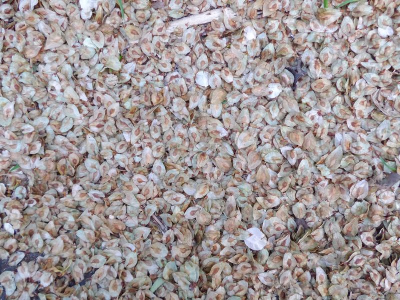 キングサリ イチョウ並木 エルムの種 ヤマボウシ_c0025115_20195486.jpg