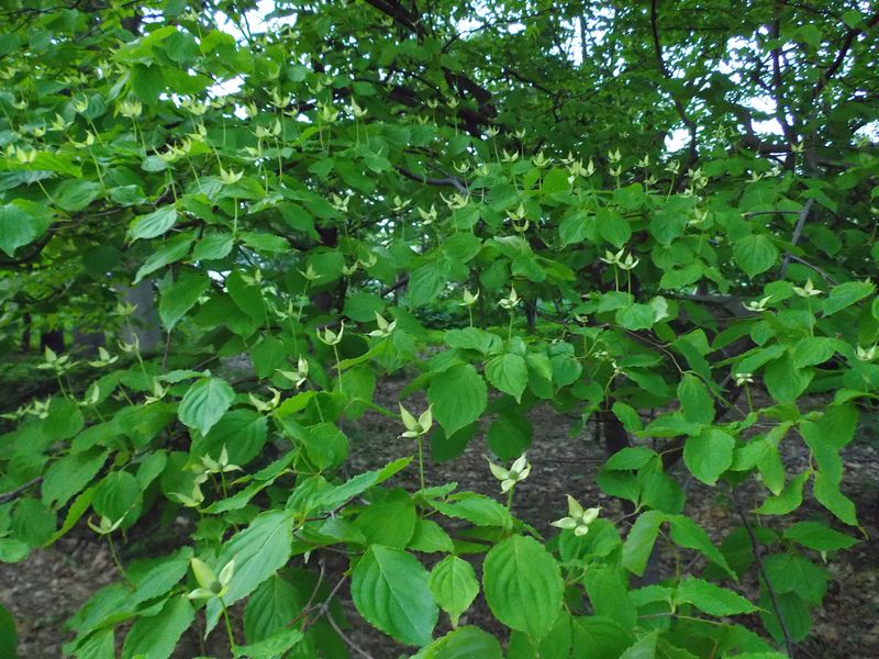 キングサリ イチョウ並木 エルムの種 ヤマボウシ_c0025115_20221971.jpg
