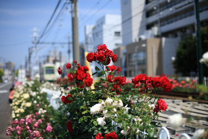 都電の走る街　フロールレールウェー_b0224616_15244360.jpg