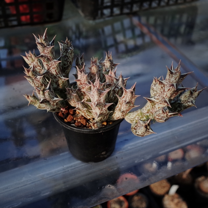 なんとなくガガイモ かくたすあんどさきゅれんつ