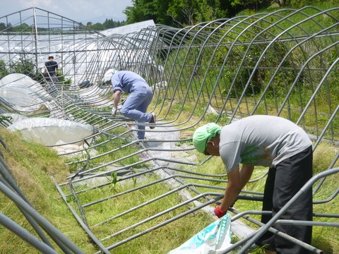 本日よりマム初出荷_e0120932_1157515.jpg