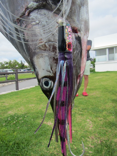 沖縄、クロカワキャッチ情報！！【カジキ・マグロトローリング】_f0009039_09450827.jpg