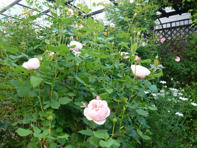 f0177841_18331469.jpg