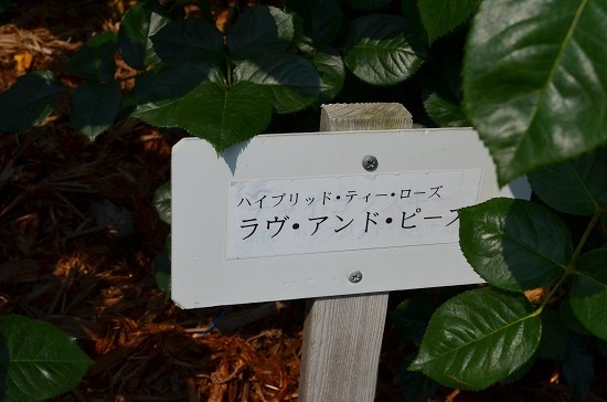 a0146442_82829.jpg