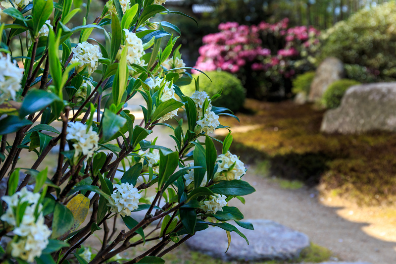 花いっぱいの実光院（大原）_f0155048_2310417.jpg