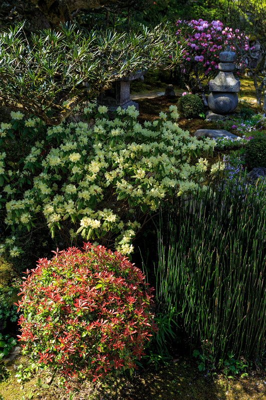 花いっぱいの実光院（大原）_f0155048_2361717.jpg