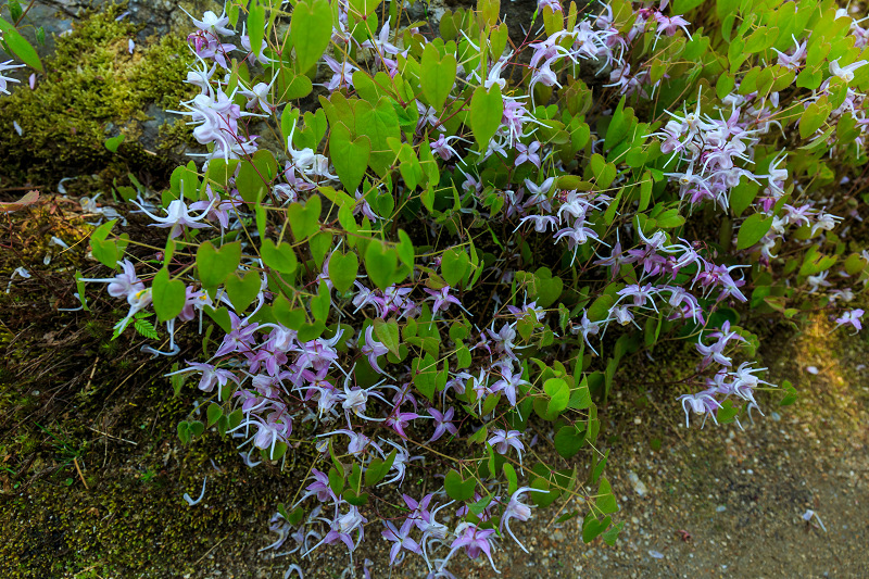 花いっぱいの実光院（大原）_f0155048_237214.jpg