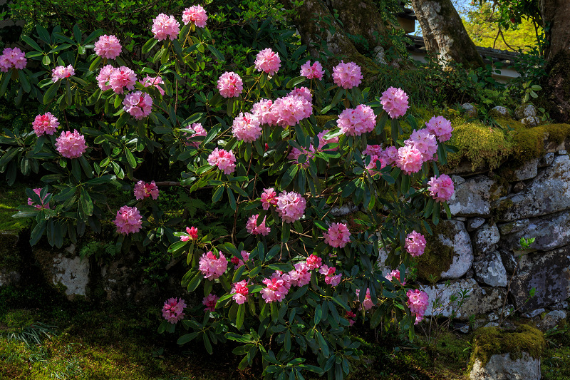 花いっぱいの実光院（大原）_f0155048_2372485.jpg