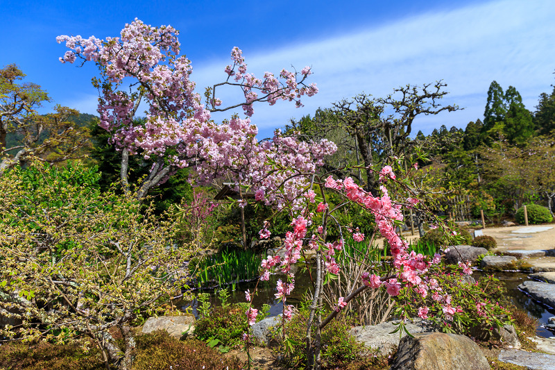 花いっぱいの実光院（大原）_f0155048_237524.jpg