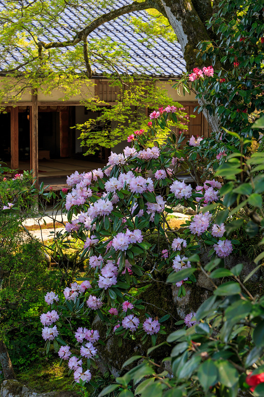 花いっぱいの実光院（大原）_f0155048_237592.jpg