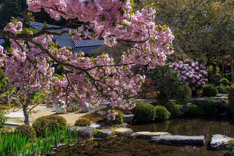 花いっぱいの実光院（大原）_f0155048_238417.jpg