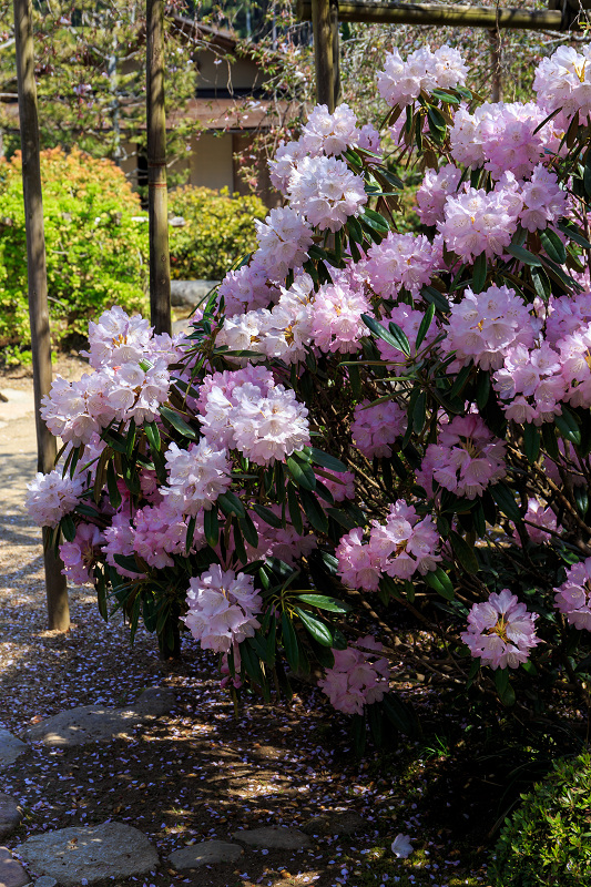 花いっぱいの実光院（大原）_f0155048_2392664.jpg
