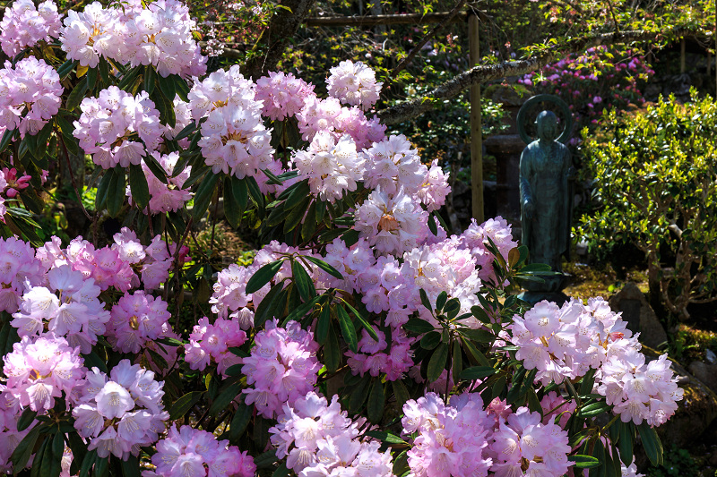 花いっぱいの実光院（大原）_f0155048_239646.jpg