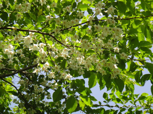 c0179351_16553590.jpg