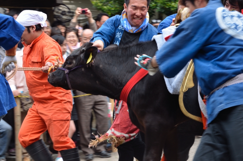 20140504 下村加茂神社　春の大祭　やんさんま（流鏑馬） その陸(六)_a0263952_2051342.jpg