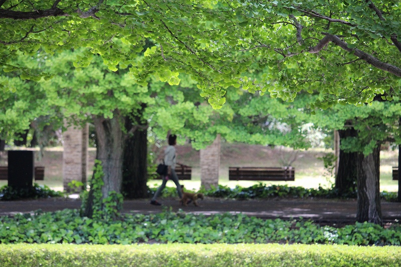 5月22日　帰郷・寄り道　７　国立昭和記念公園_b0250154_22514838.jpg