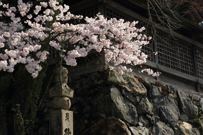 高野山 桜 2014 その1_a0176855_017815.jpg