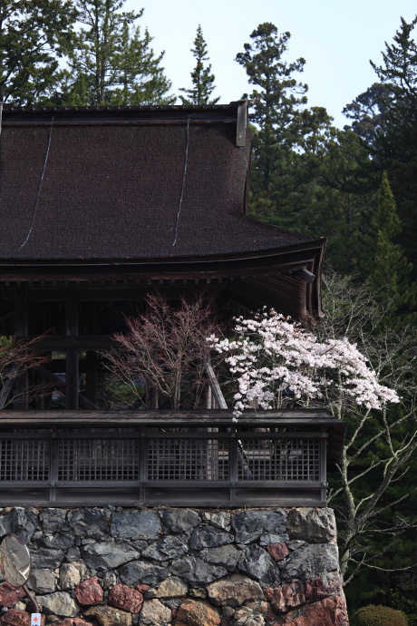 高野山 桜 2014 その1_a0176855_0202646.jpg