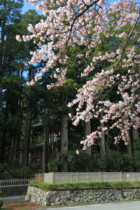 高野山 桜 2014 その1_a0176855_0271367.jpg