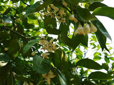タネ無しかぼす 「種なしかぼす」の開花!今年も無農薬・無化学肥料で育てます!!_a0254656_1729493.jpg