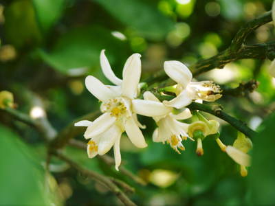 タネ無しかぼす 「種なしかぼす」の開花!今年も無農薬・無化学肥料で育てます!!_a0254656_17354739.jpg