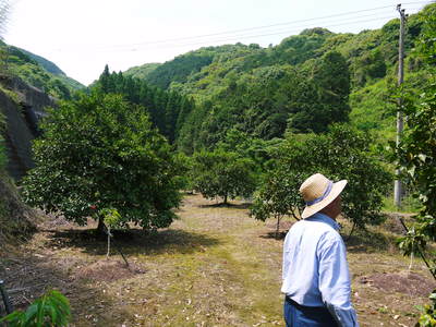 タネ無しかぼす 「種なしかぼす」の開花!今年も無農薬・無化学肥料で育てます!!_a0254656_1831089.jpg
