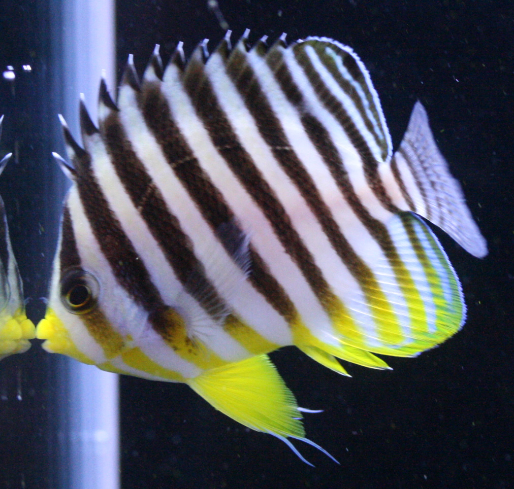 ビーボックスアクアリウム松戸店 海水魚 サンゴ情報