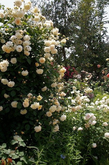 a0135366_2140455.jpg