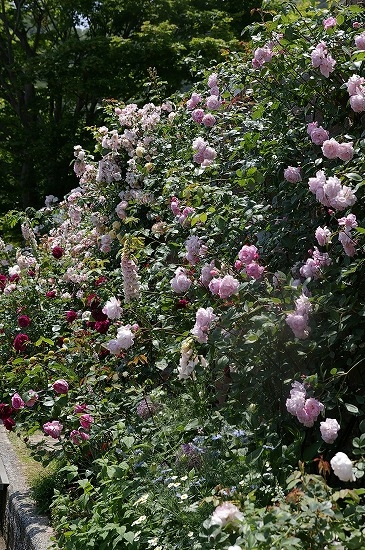 a0135366_22141036.jpg