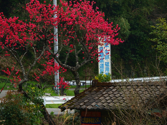 a0260570_10965.jpg