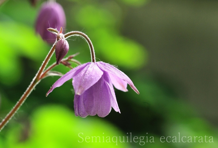 ほんと好きなんです 風鈴オダマキ judeの庭と薔薇のカヲリ ほんと好きなんです 風鈴オダマキ judeの庭と薔薇のカヲリ