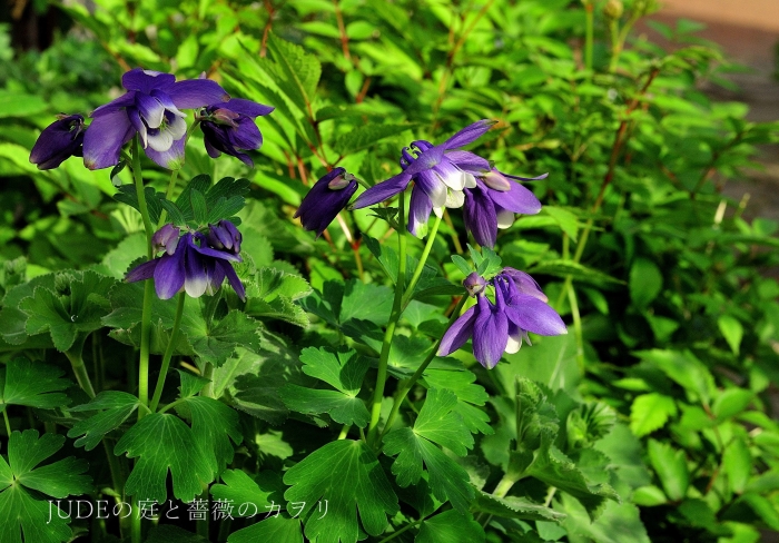 ほんと好きなんです 風鈴オダマキ judeの庭と薔薇のカヲリ ほんと好きなんです 風鈴オダマキ judeの庭と薔薇のカヲリ