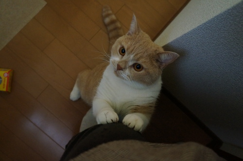 e0311172_75153.jpg