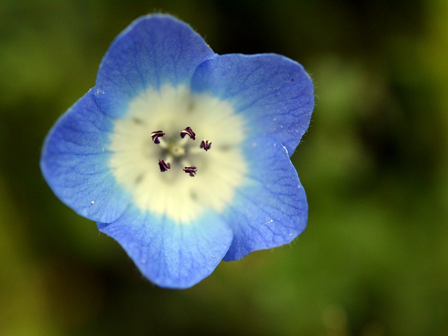 瑠璃唐草 るりからくさ ネモフィラ 生き物たちに乾杯 野に咲く花に心を込めて 瑠璃唐草 るりからくさ ネモフィラ 生き物たちに乾杯 野に咲く花に心を込めて