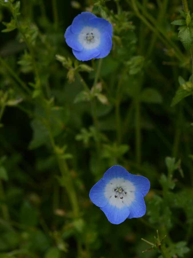 瑠璃唐草 るりからくさ ネモフィラ 生き物たちに乾杯 野に咲く花に心を込めて 瑠璃唐草 るりからくさ ネモフィラ 生き物たちに乾杯 野に咲く花に心を込めて