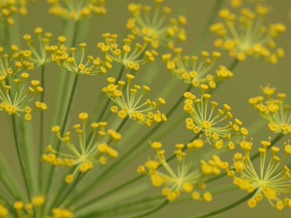 今日はセリ科の花を4種 自然風の自然風だより