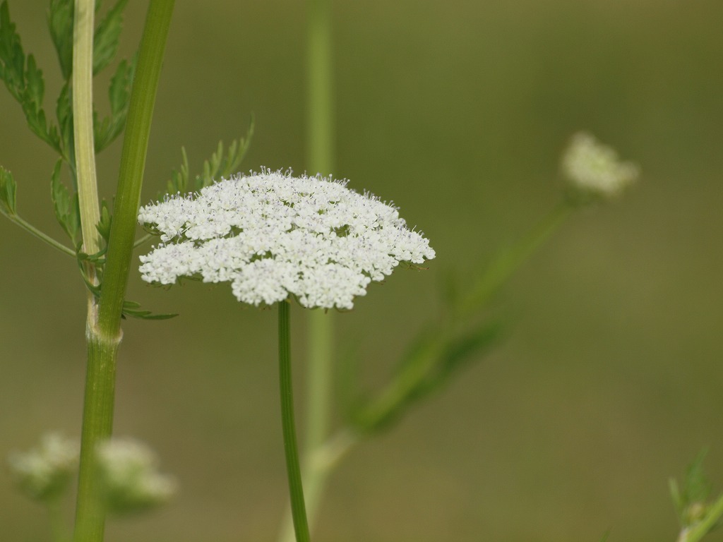 今日はセリ科の花を4種 自然風の自然風だより 今日はセリ科の花を4種 自然風の自然風だより