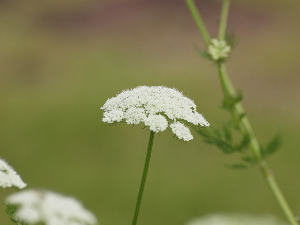 今日はセリ科の花を4種 自然風の自然風だより