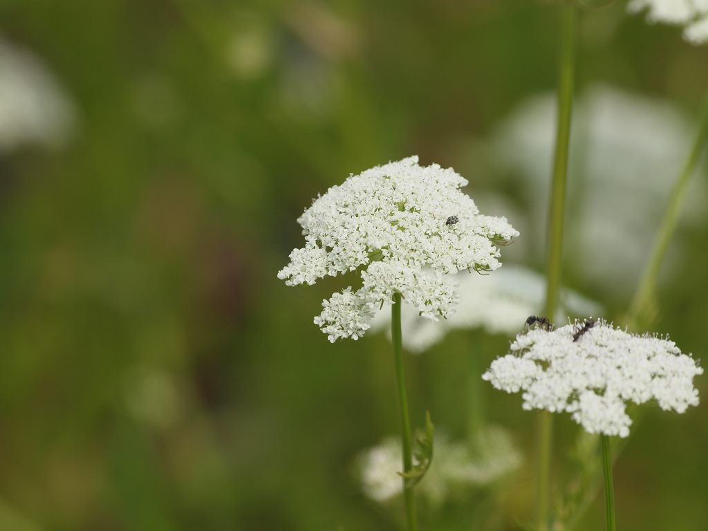 今日はセリ科の花を4種 自然風の自然風だより 今日はセリ科の花を4種 自然風の自然風だより