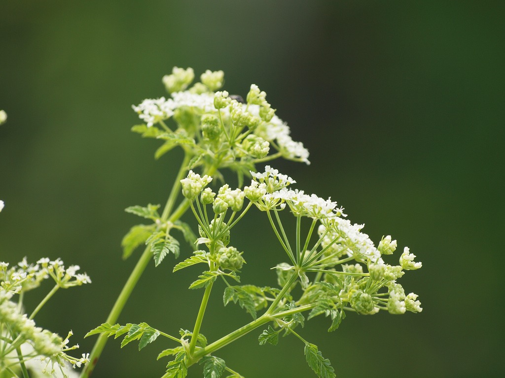 今日はセリ科の花を4種 自然風の自然風だより