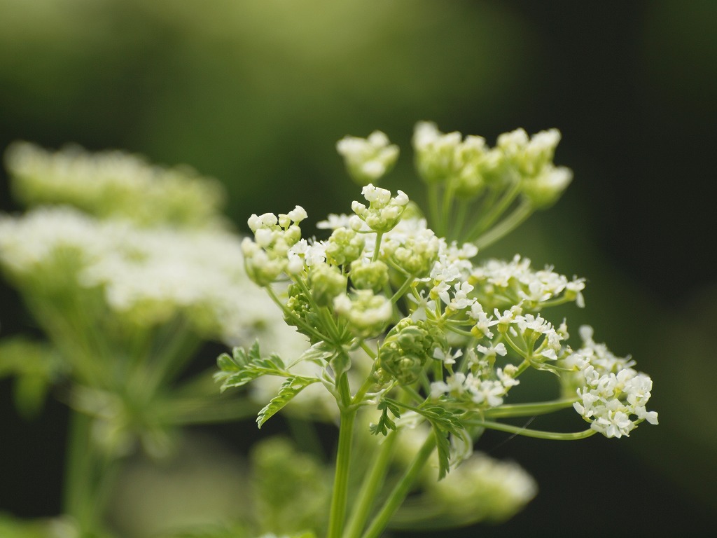 今日はセリ科の花を4種 自然風の自然風だより 今日はセリ科の花を4種 自然風の自然風だより
