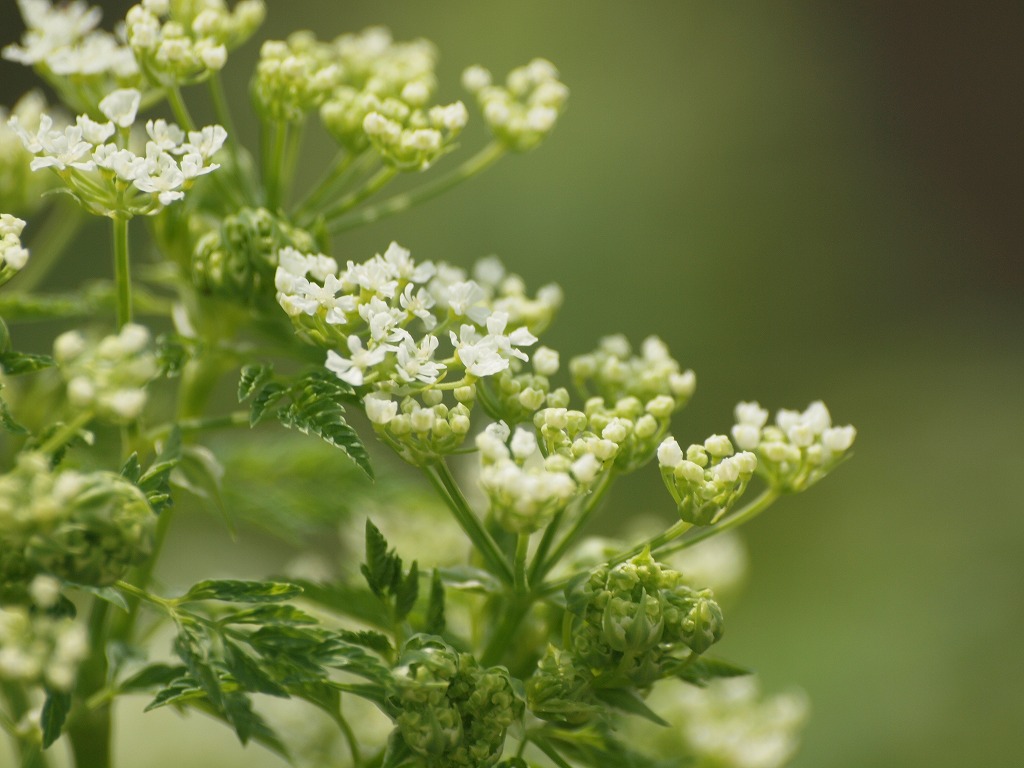 今日はセリ科の花を4種 自然風の自然風だより