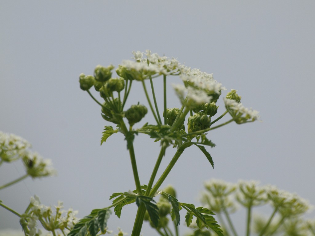 今日はセリ科の花を4種 自然風の自然風だより 今日はセリ科の花を4種 自然風の自然風だより