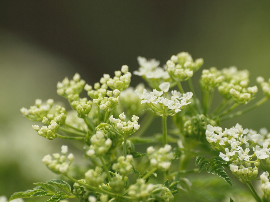 今日はセリ科の花を4種 自然風の自然風だより